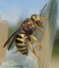 Icteranthidium grohmanni