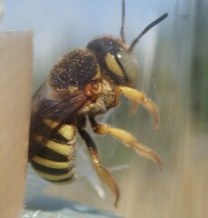 Icteranthidium grohmanni