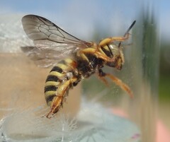 Icteranthidium grohmanni