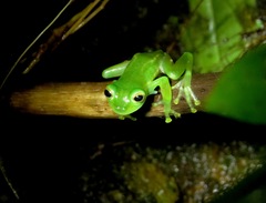 Espadarana prosoblepon