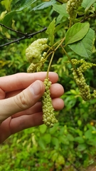 Varronia schomburgkii