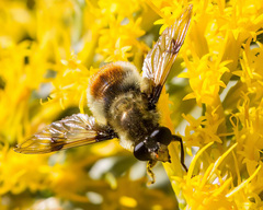 Sericomyia flagrans