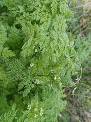 Anthriscus caucalis