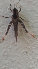 Baeacris