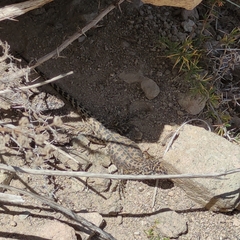 Liolaemus leopardinus