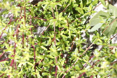 Cliffortia ferruginea