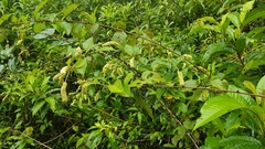 Varronia schomburgkii