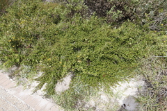 Cliffortia ferruginea