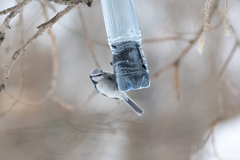 Cyanistes caeruleus × cyanus