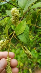 Varronia schomburgkii