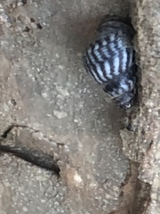 Echinolittorina placida