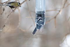 Cyanistes caeruleus × cyanus