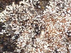 Placopsis fusciduloides