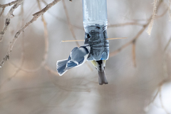 Cyanistes caeruleus × cyanus