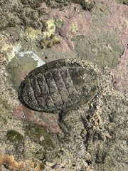 Chiton stokesii