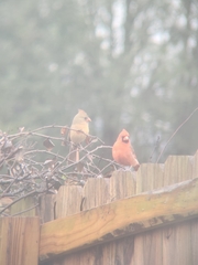 Cardinalis cardinalis