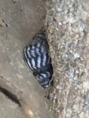 Echinolittorina placida