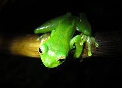 Espadarana prosoblepon