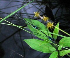 Chromagrion conditum