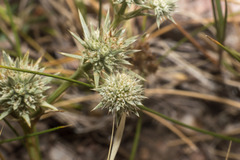 Eryngium nudicaule