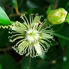 Passiflora auriculata