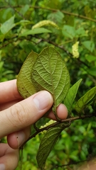 Varronia schomburgkii