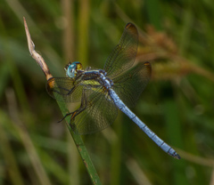 Dasythemis mincki