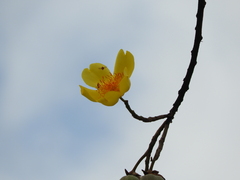 Cochlospermum vitifolium