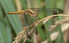 Erythrodiplax atroterminata