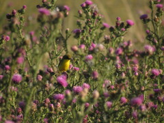 Pseudocolopteryx acutipennis
