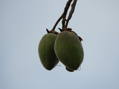 Cochlospermum vitifolium