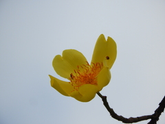 Cochlospermum vitifolium
