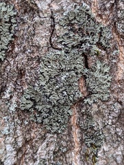 Phaeophyscia rubropulchra