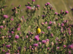 Pseudocolopteryx acutipennis