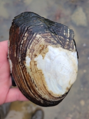 Lasmigona complanata