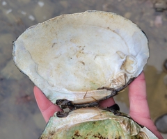 Lasmigona complanata