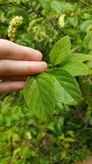 Varronia schomburgkii