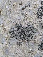 Phaeophyscia rubropulchra