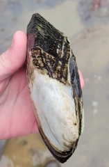 Lasmigona complanata