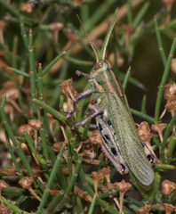 Diponthus dispar