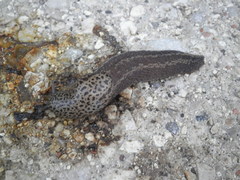 Limax veronensis