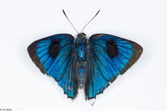 Parrhasius polibetes