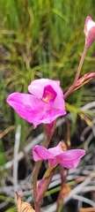 Disa racemosa