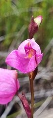 Disa racemosa