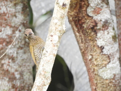 Dryobates passerinus