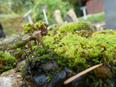 Arrhenia rickenii