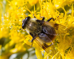 Sericomyia flagrans