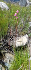 Disa racemosa