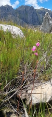 Disa racemosa