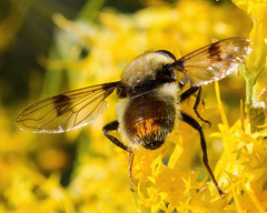 Sericomyia flagrans